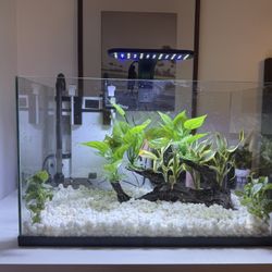 10gal Fish Tank with EVERYTHING(CON TODO)
