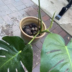 Split-Leaf Philodendron Plant 