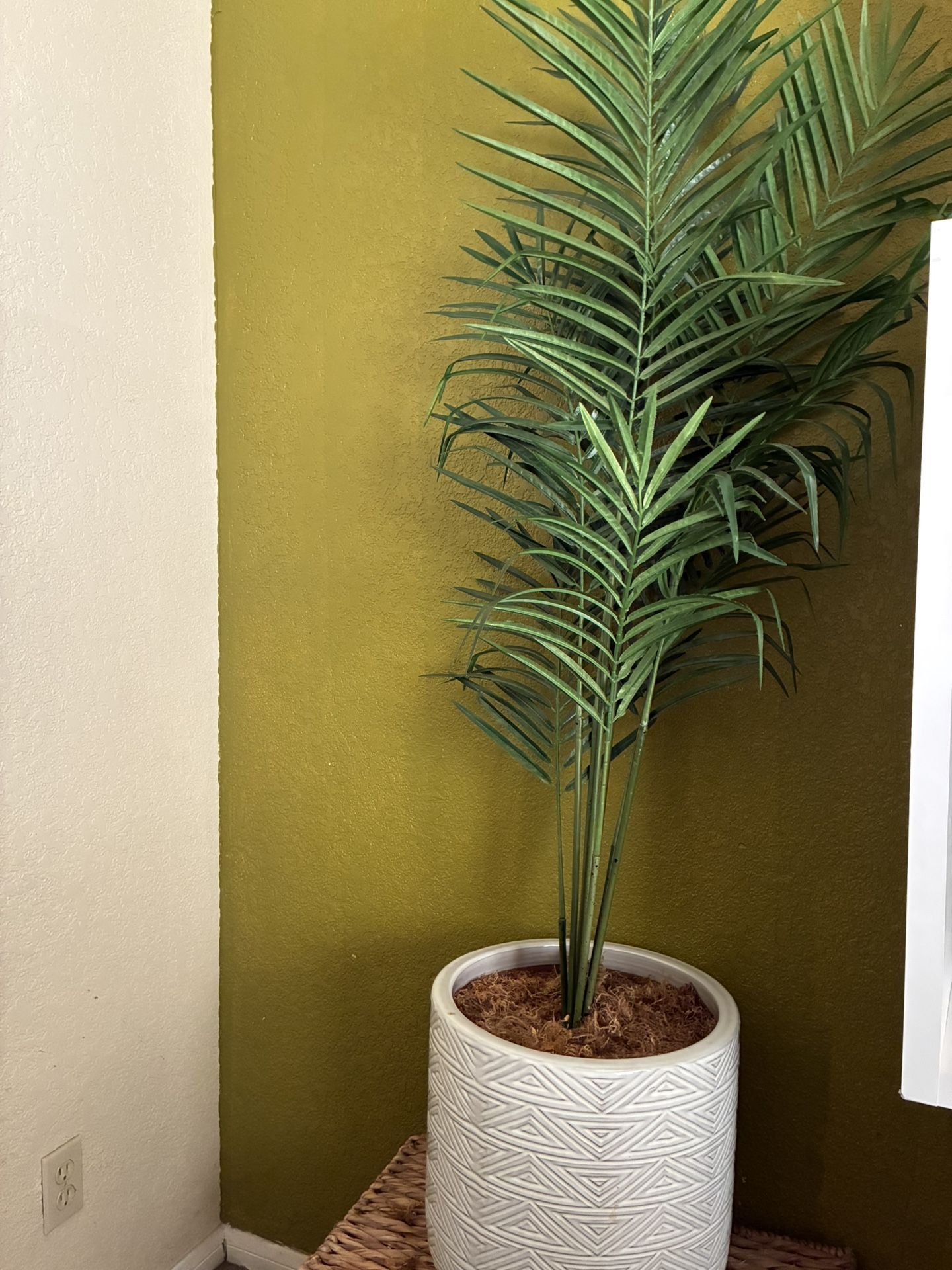 Plant
