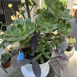 Beautifully Potted Succulents 