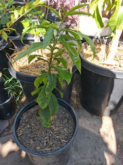 Soursop/Guanabana tree.