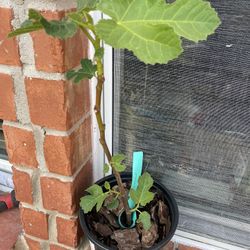 YellowLong Neck Fig Tree