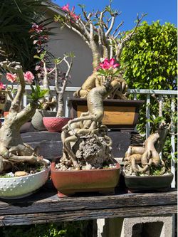 Desert Rose bonsai