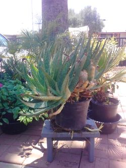 Large size sabila, aloe vera plants in pots