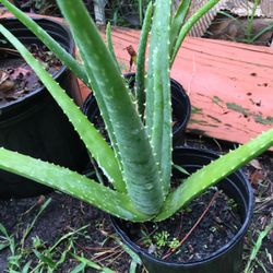 This Beautiful Aloe Vera , Miracle Plant ! Good For Your Skin, Hair, And….for $7!or Two For $10 !