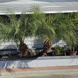 3 Pygmy Date Palm Trees