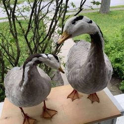 Taxidermy Bar Headed Geese!! $300 For Both 