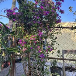 Bougainvilleas 