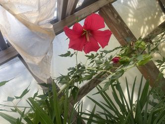 Hibiscus 