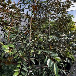 Caimito / Star Apple (green) Tree With Flower (7-8 Ft Tall,25 Galon Pot)