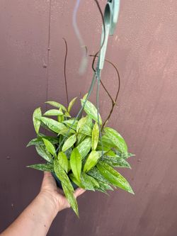 6” hoya pubicalyx royal hawaiian