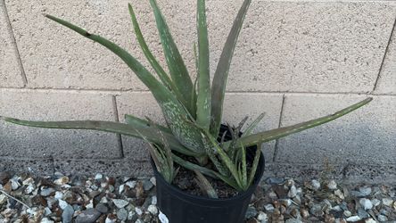 Aloe vera plant