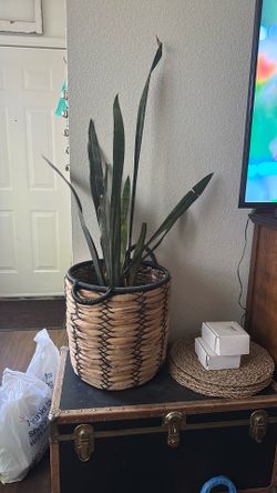 Plant in basket