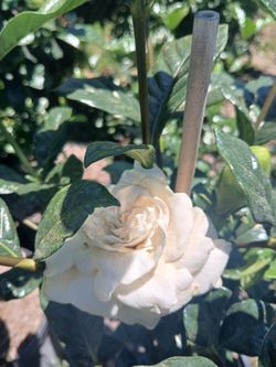 Gardenia Tree  sale! $45
