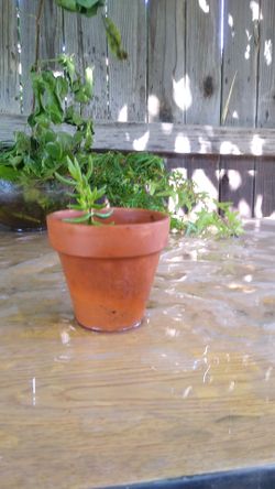 Plantas