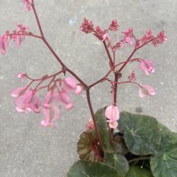 Beautiful begonia in bloom