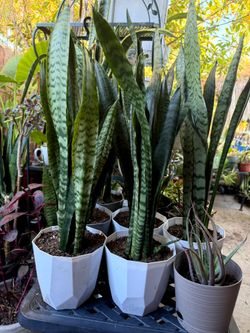 Snake Plants in Pot,   $15 each Pot