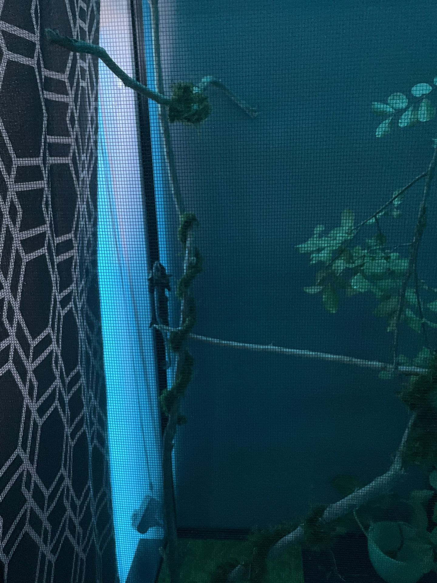 chameleon cage