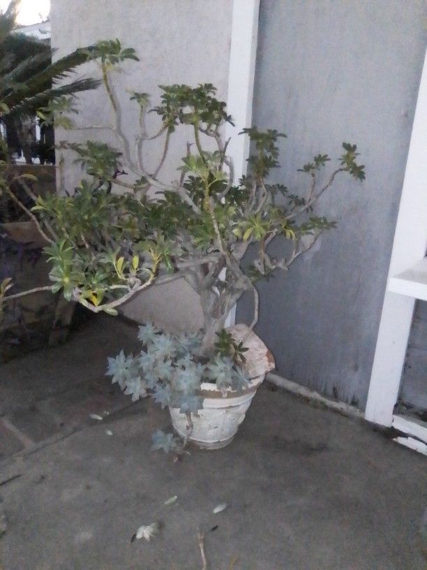 Mimi Tree w/Succulent Plant in Pot