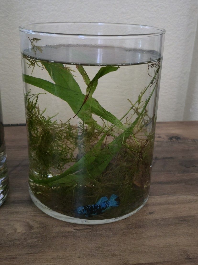 Cylinder Fish Tank