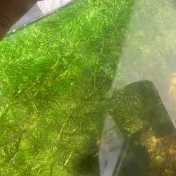 Aquatic Water Plant Hornwort
