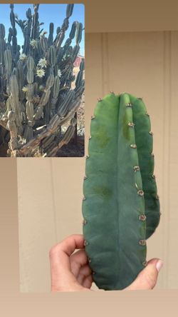 Lady of the Night Cactus