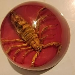 Scorpion Paperweights (2)