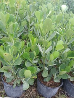 Claudia on sale $13.00 3'ft