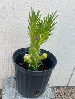 Live Cactus Plant in Nursery Pot
