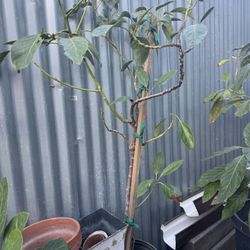 Hass Avocado Tree