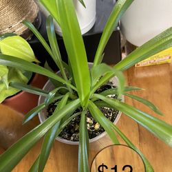  Big  Spider Plant  