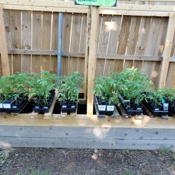 PLANT SALE--GRAPEVINE 