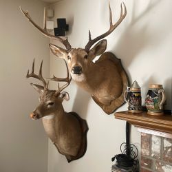 Deer head
