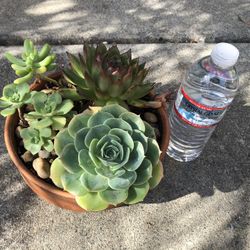 Succulent Arrangement (3)