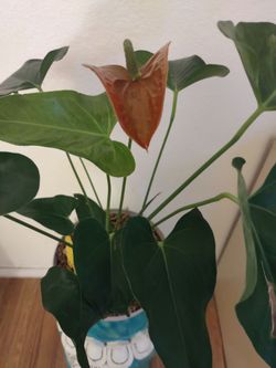 Beautiful Flamingo Lilly Plant 🦩🪴
