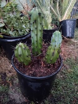 Triple cactus