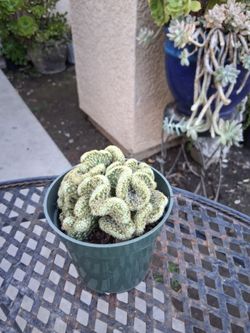 Small Brain Cactus $15