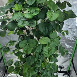 hydroponic tower planter