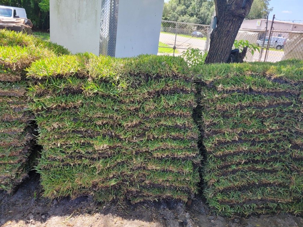 St Augustine Floratam