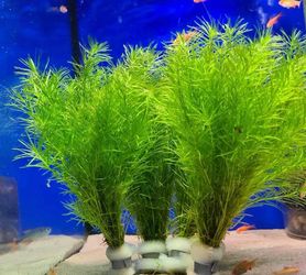 Guppy grass aquarium plant fast growing