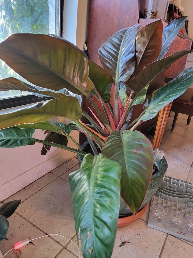 Very Large Potted Plant