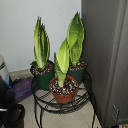  Snake Plant 