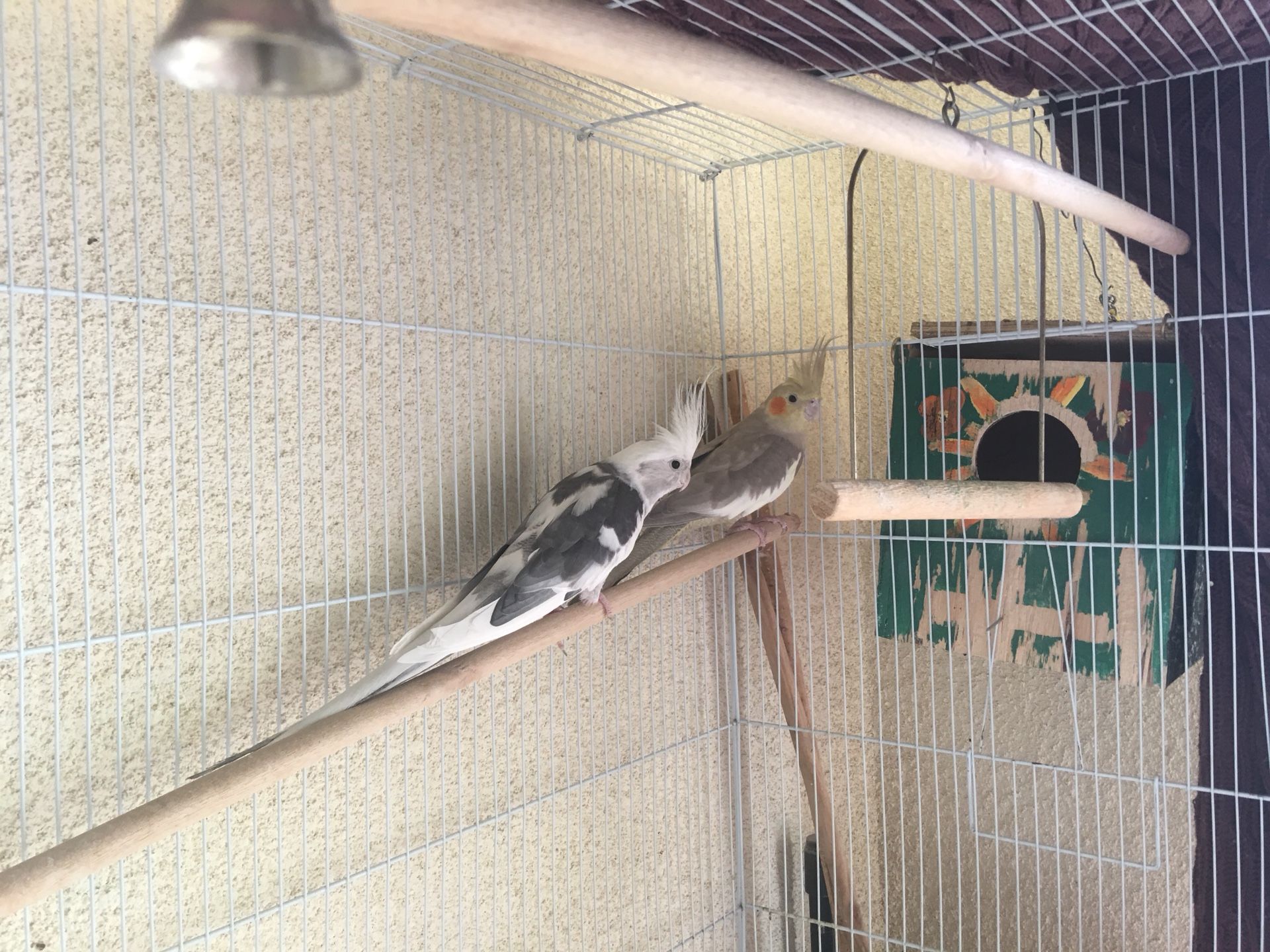 Two cockatiel birds