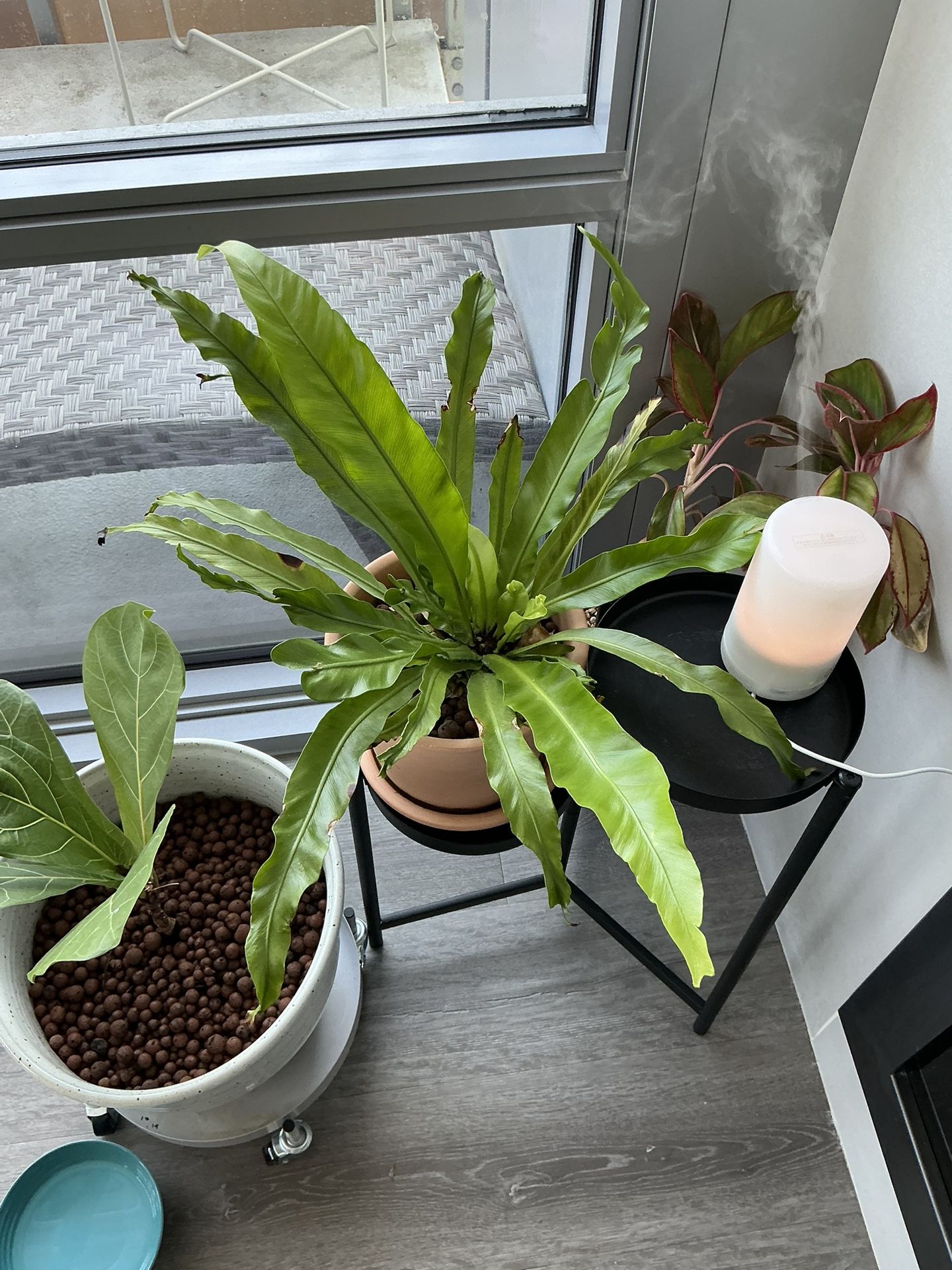 🌿 Bird’s Nest Fern in Terracotta Pot – Grown in LECA – Pest Free