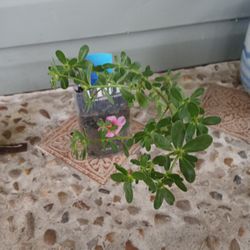 Verdolagas 