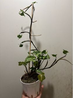 Syngonium batik plant