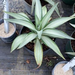 Silverstar Agave – Striking Blue Succulent in 3-Gallon Pot