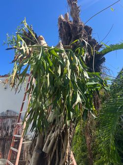 staghorn fern