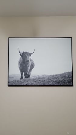 Highland cow picture
