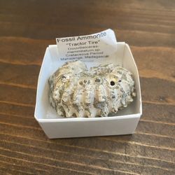 Small Ammonite 